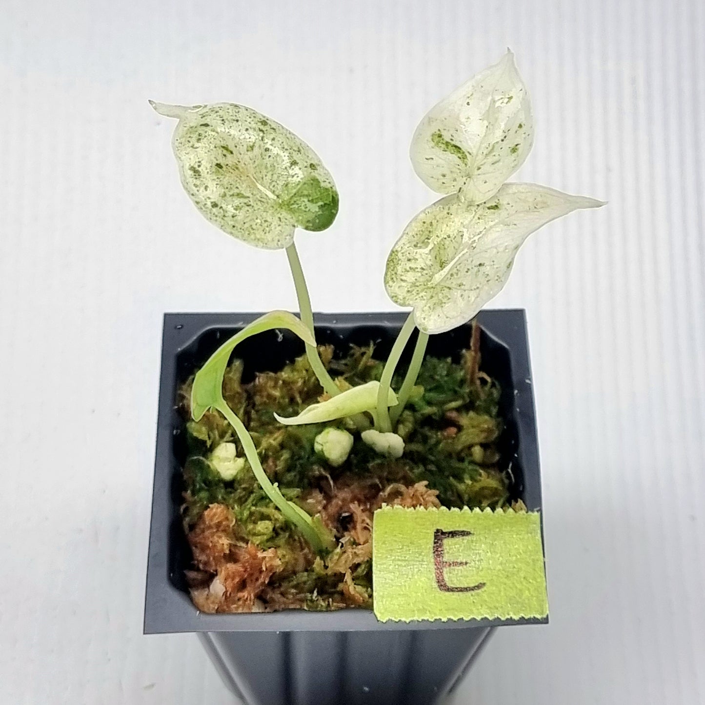 Alocasia Dragon Scale Mint