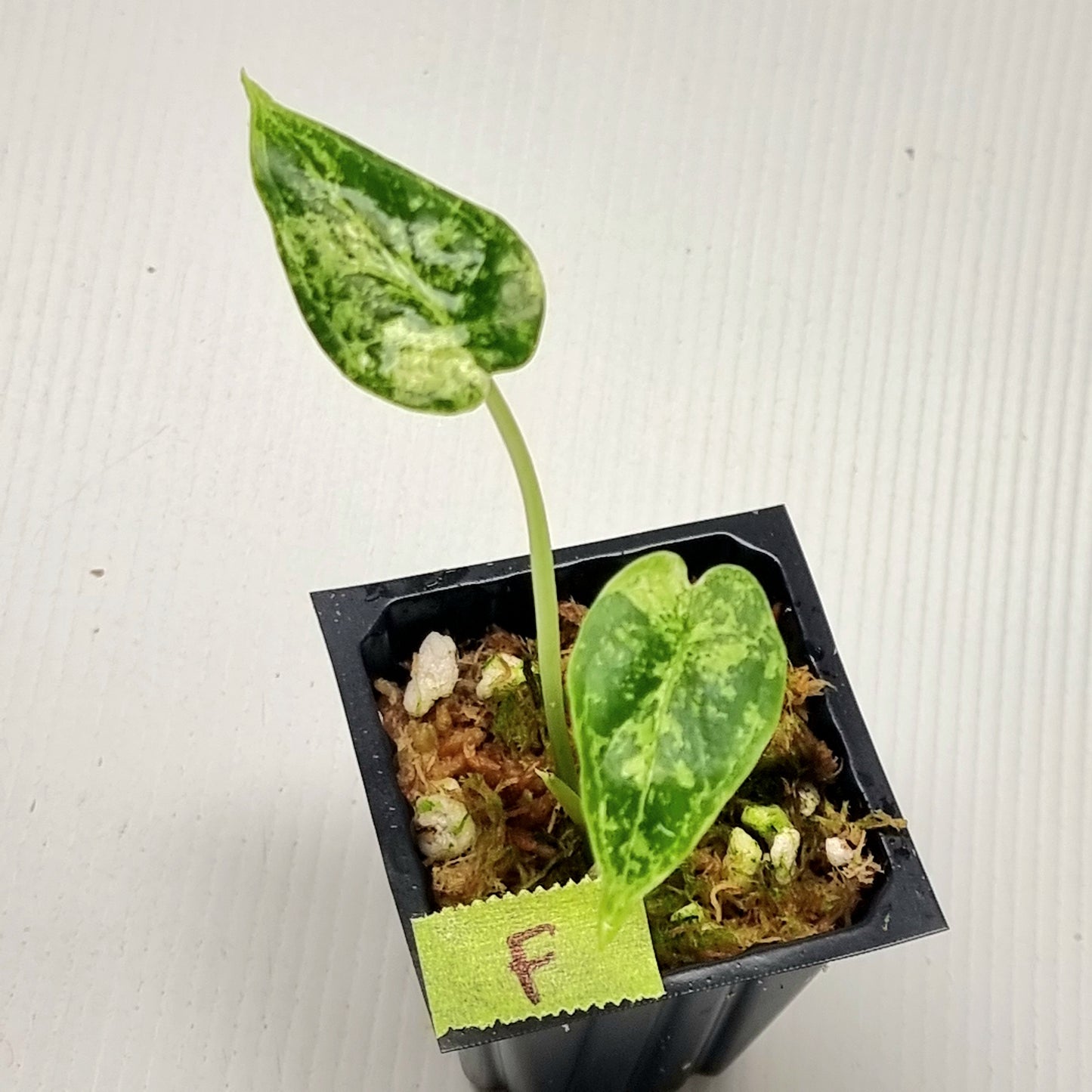 Alocasia Dragon Scale Mint