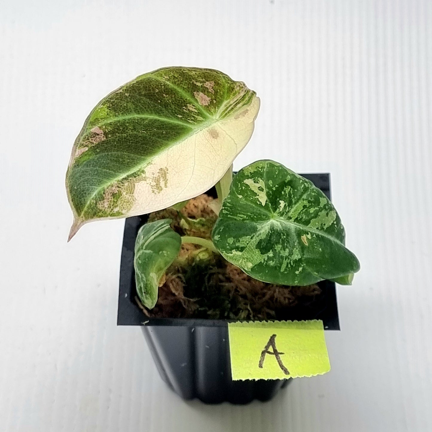 Alocasia black velvet Pink Variegated