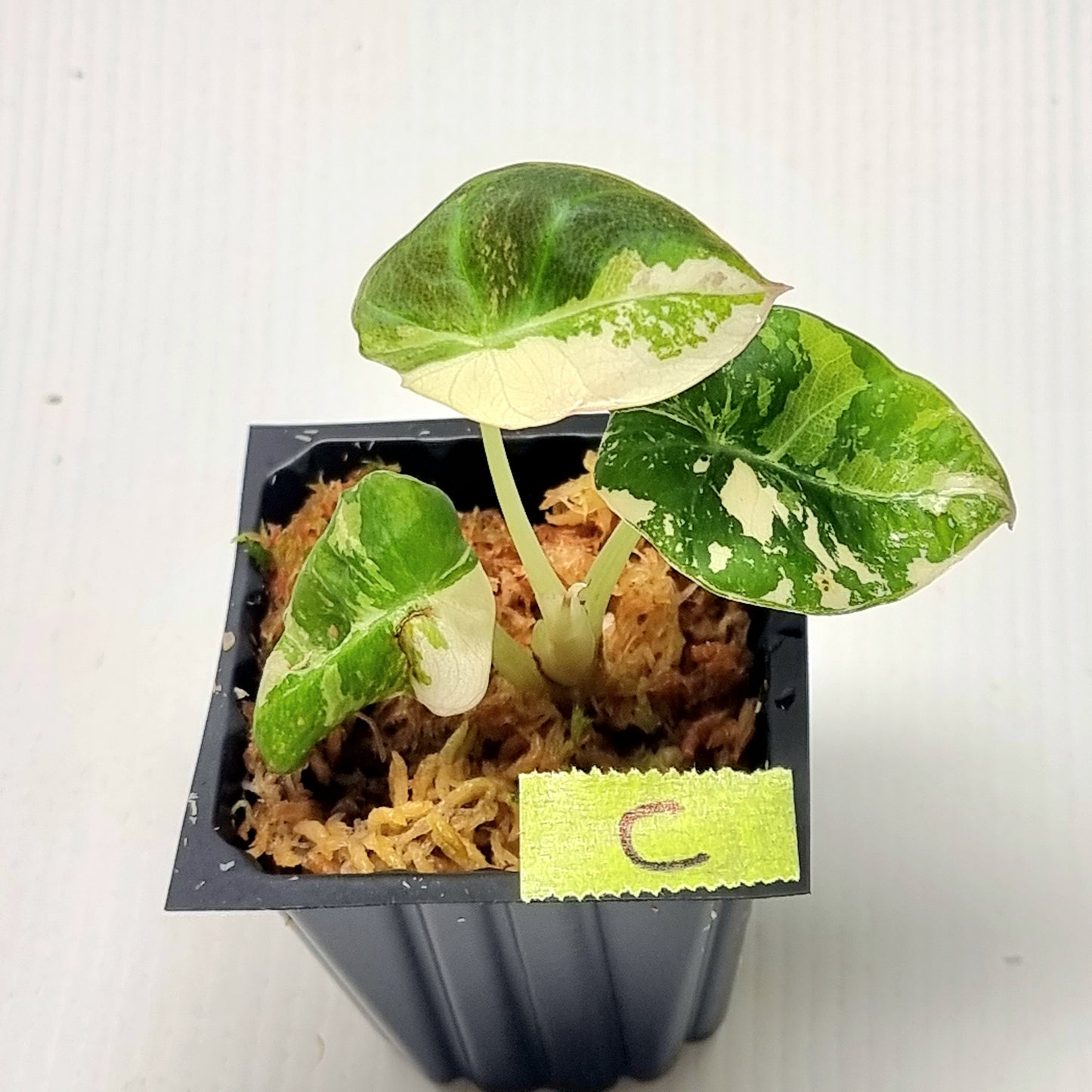 Alocasia black velvet Pink Variegated