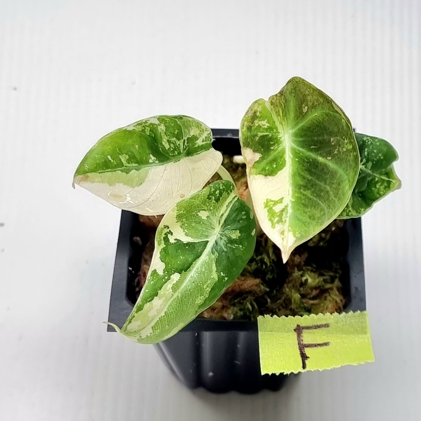 Alocasia black velvet Pink Variegated