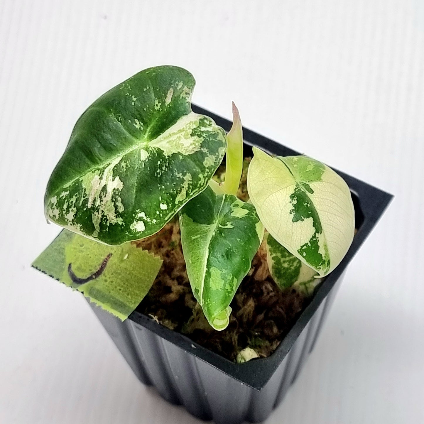 Alocasia black velvet Pink Variegated