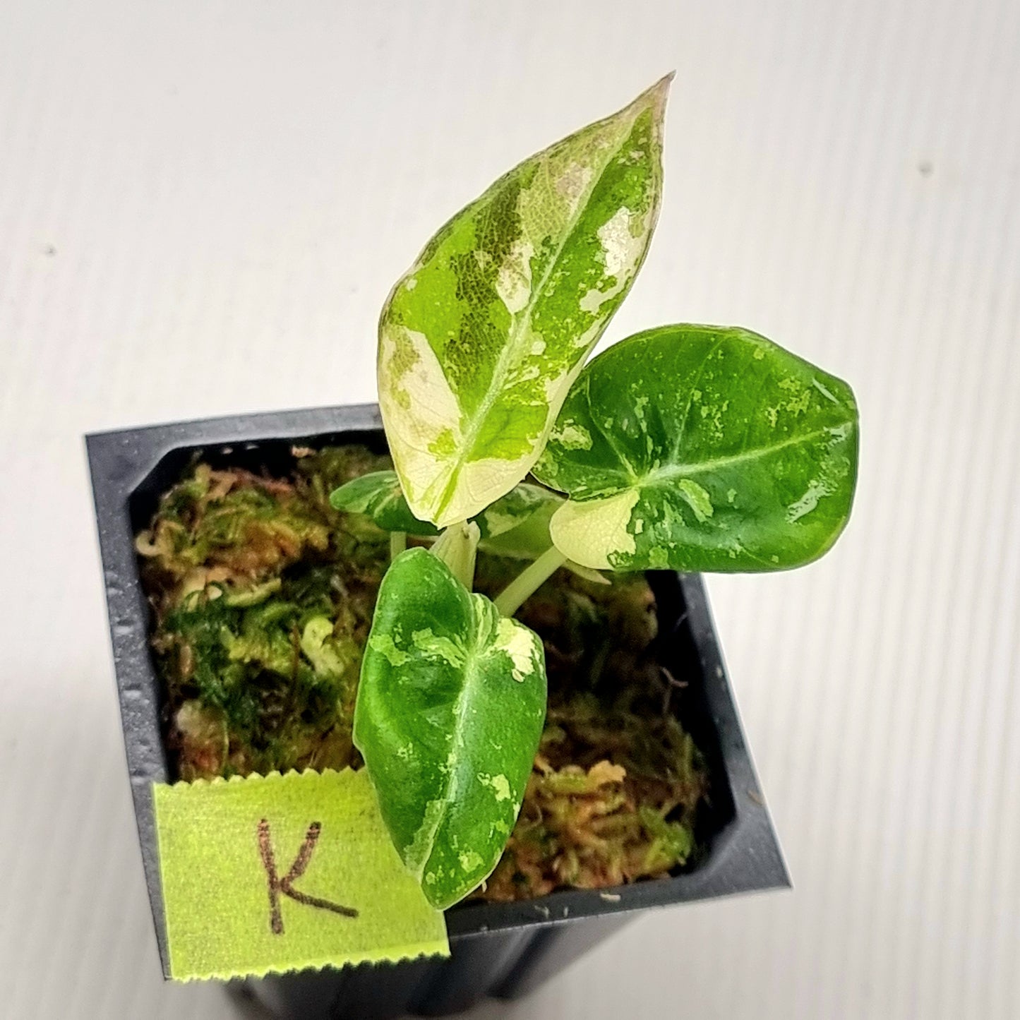 Alocasia black velvet Pink Variegated