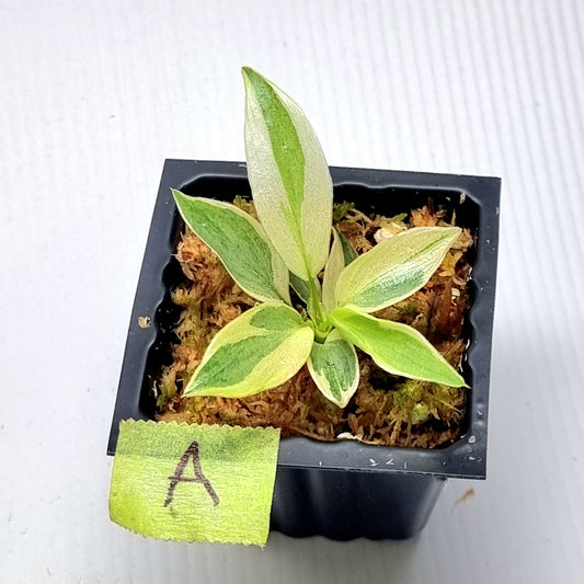 Philodendron longilobatum Albo Variegated