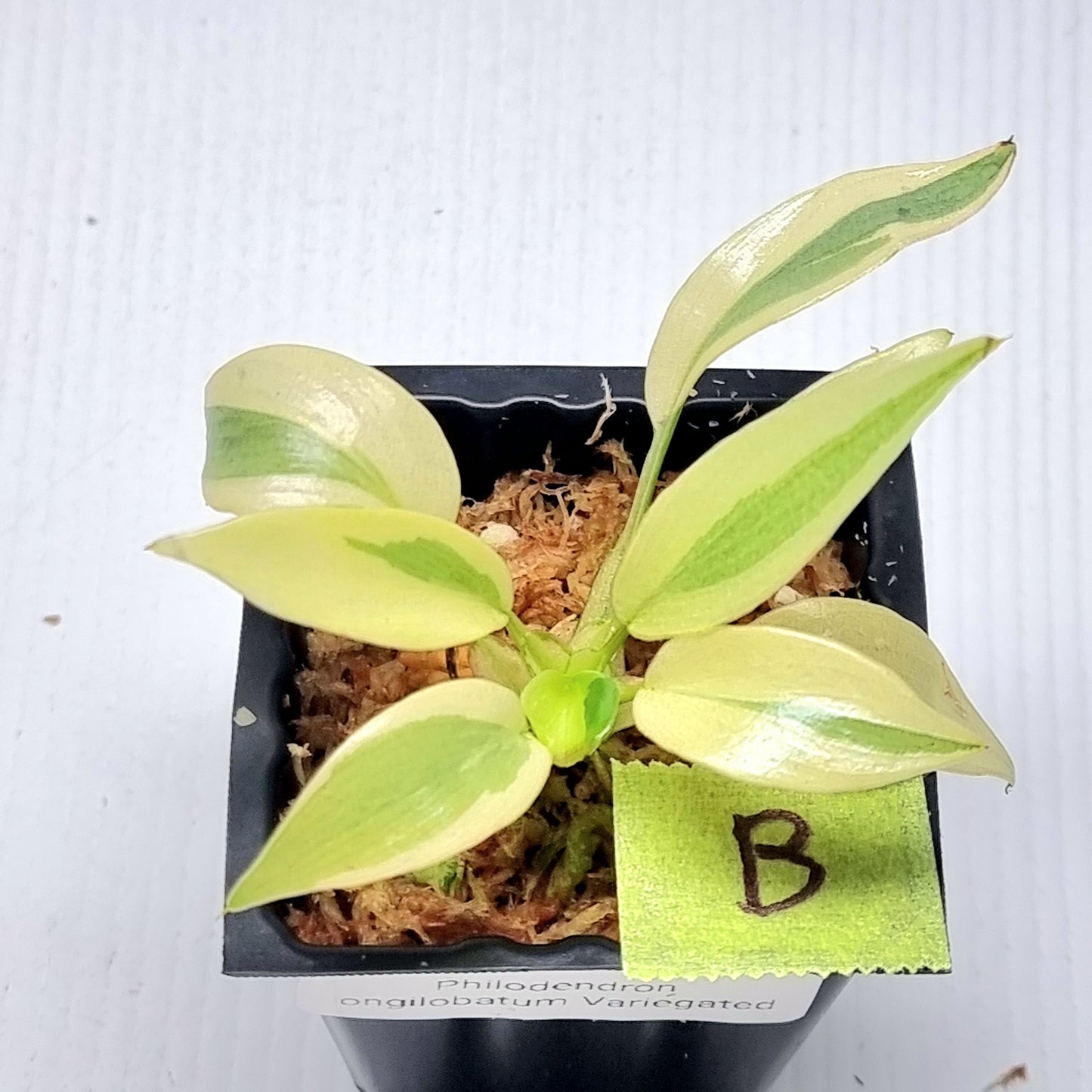 Philodendron longilobatum Albo Variegated