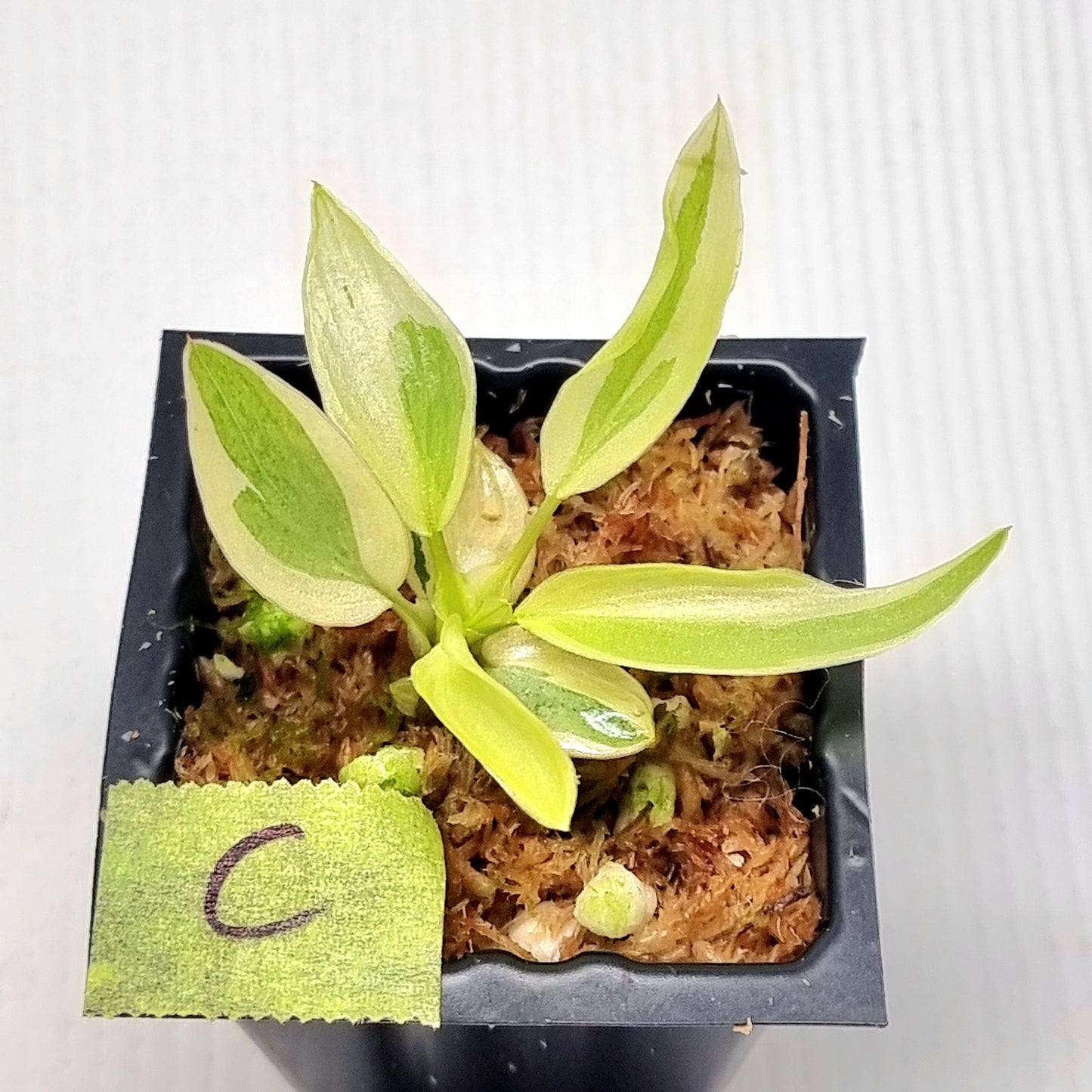 Philodendron longilobatum Albo Variegated