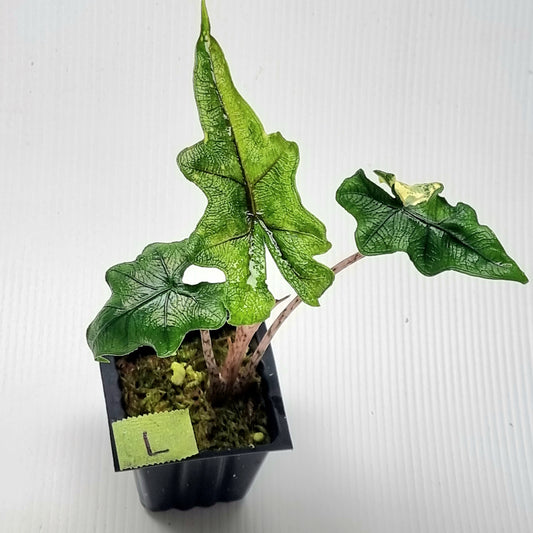 Alocasia Jacklyn Variegated