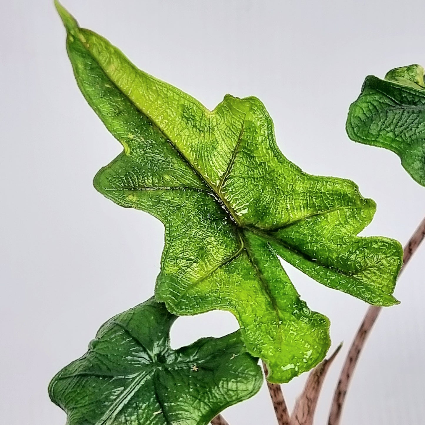 Alocasia Jacklyn Variegated