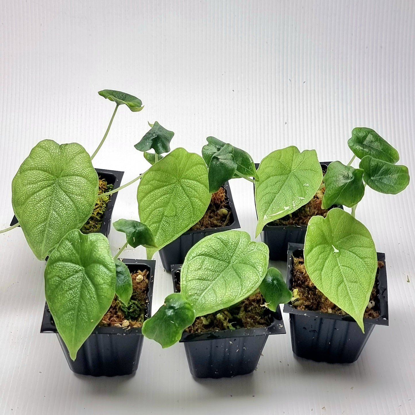 Alocasia melo REVERTED