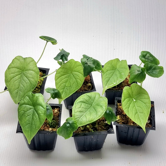 Alocasia melo REVERTED