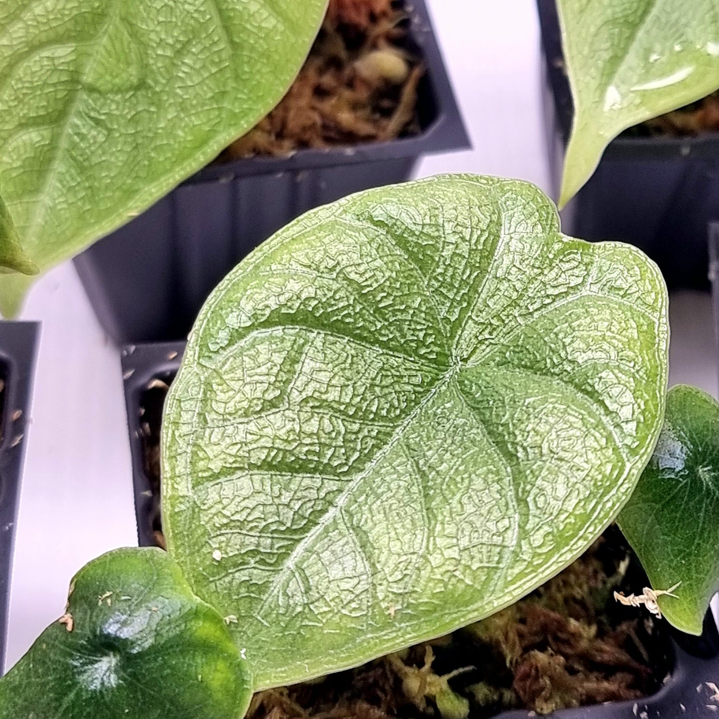 Alocasia melo REVERTED