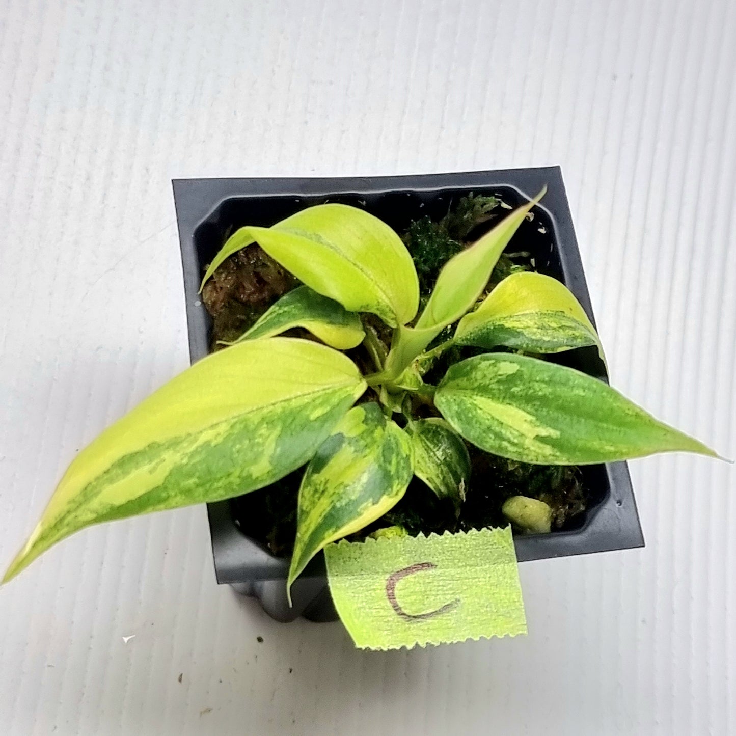 Philodendron gloriosum Tricolour Variegated