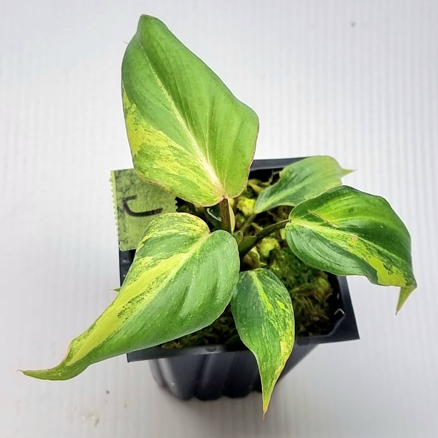 Philodendron gloriosum Tricolour Variegated