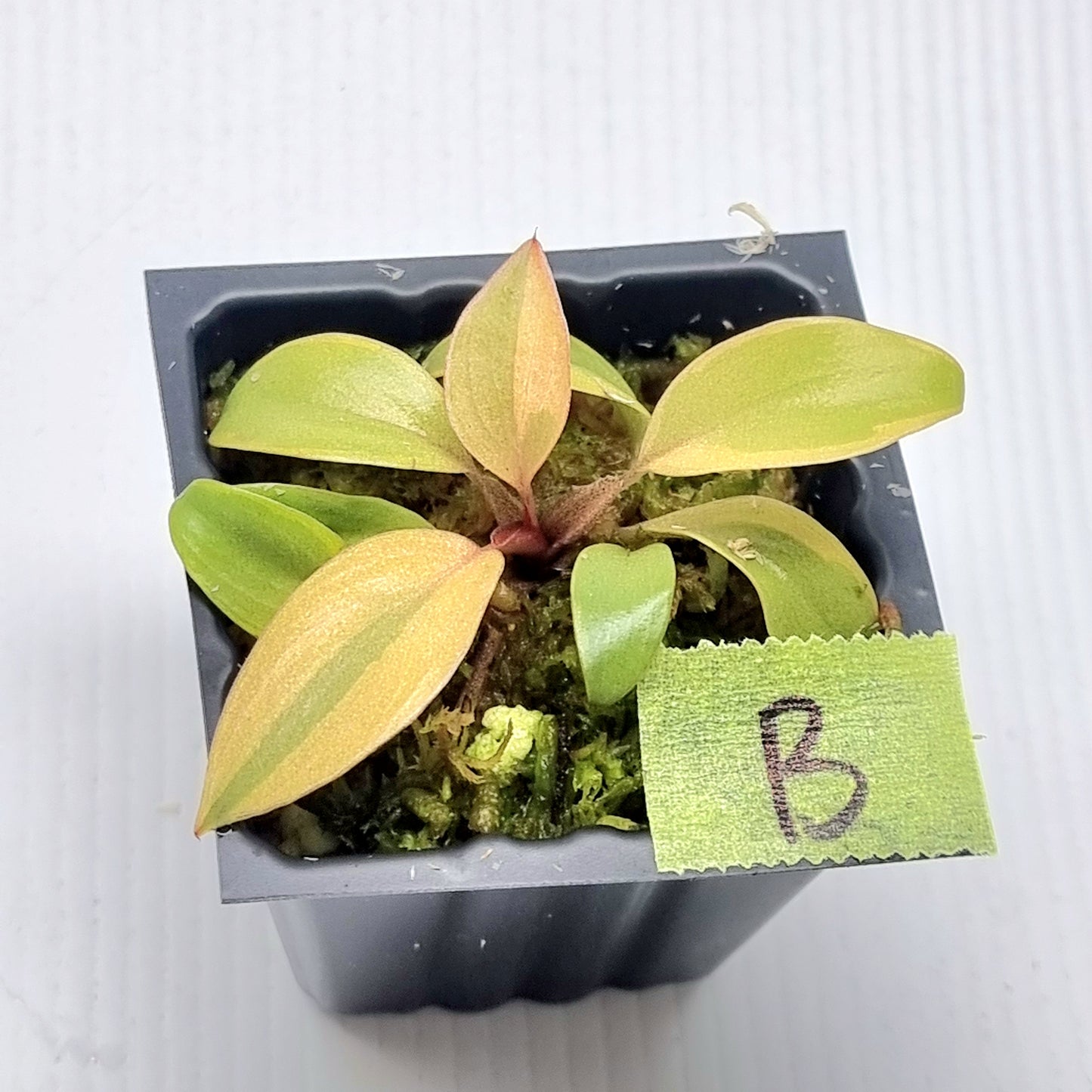 Philodendron Black cardinal var no.2