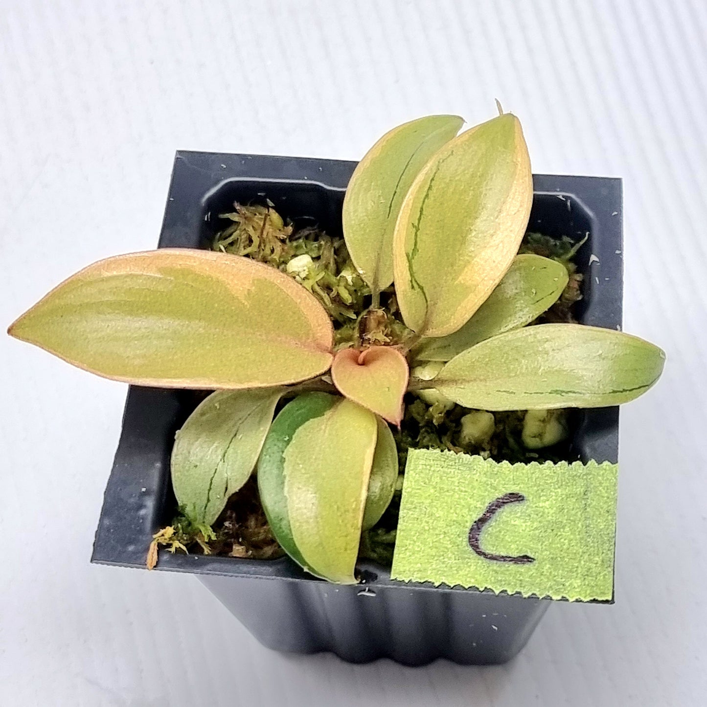 Philodendron Black cardinal var no.2