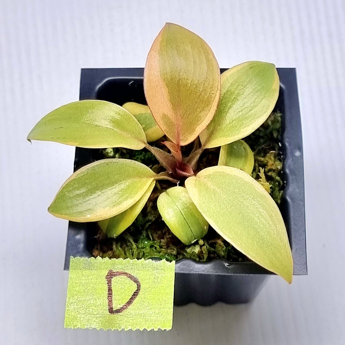Philodendron Black cardinal var no.2