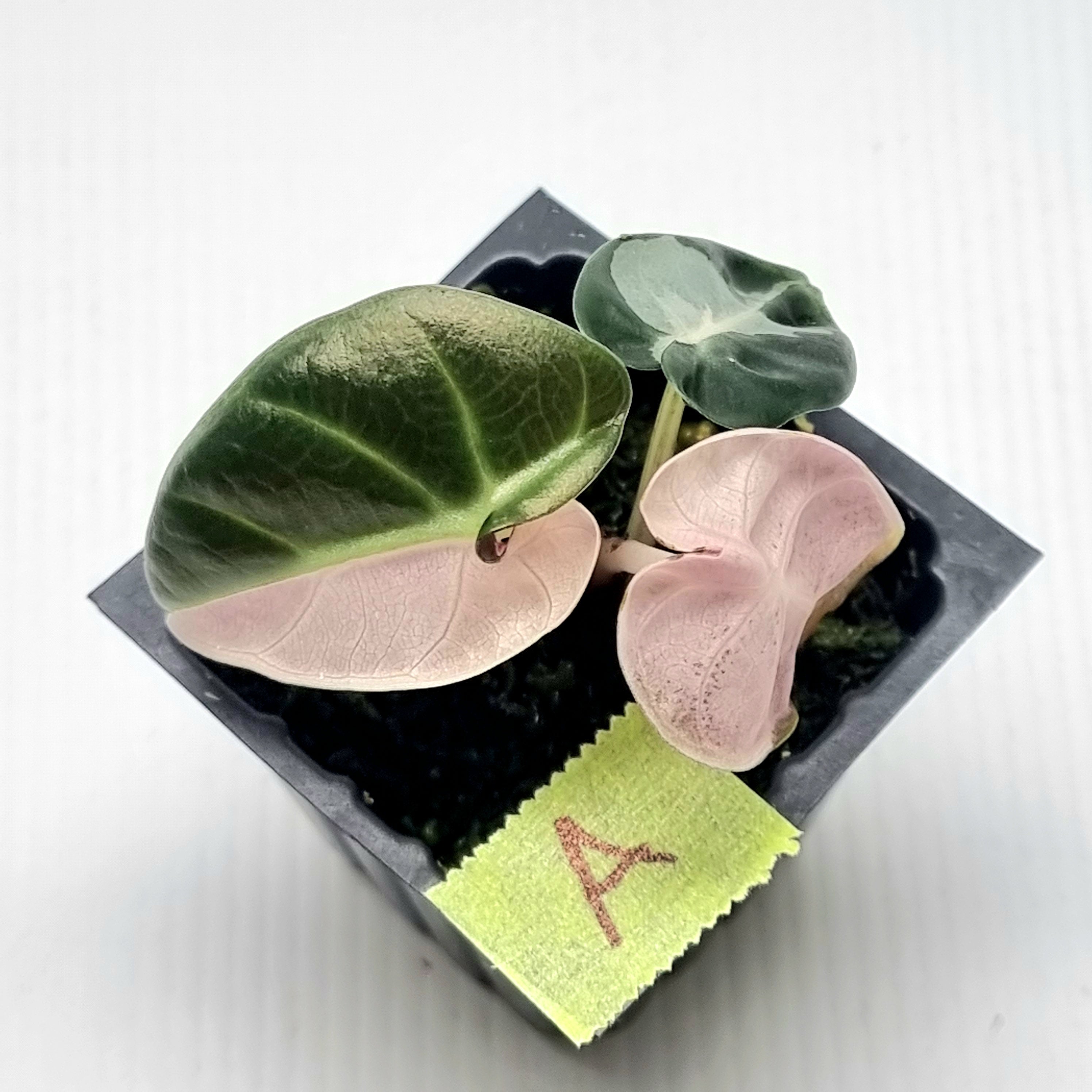 Alocasia Heart Balloon Pink Variegated, 50mm – Flora