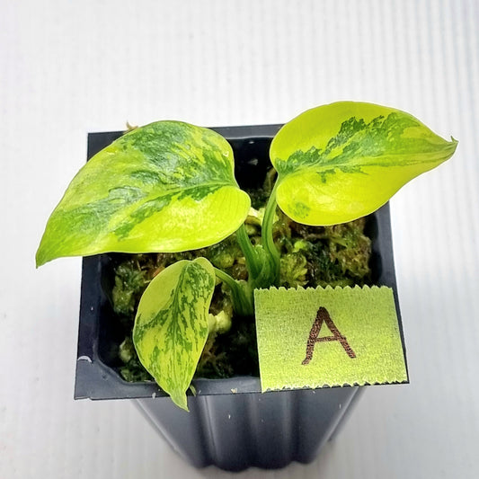 Monstera Electrolyte
