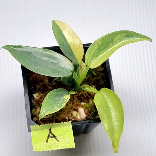 Philodendron Silver Sword Variegated
