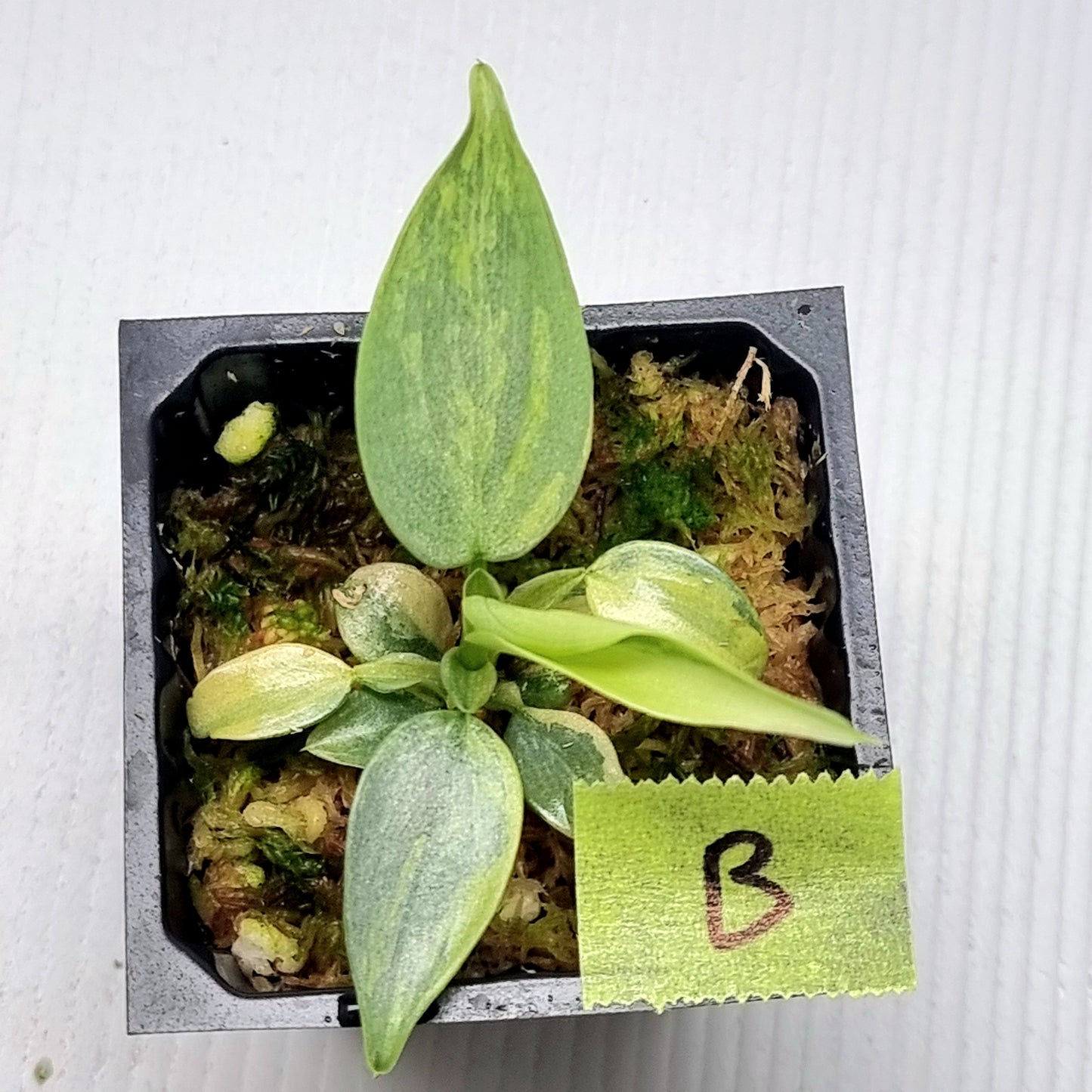 Philodendron Silver Sword Variegated