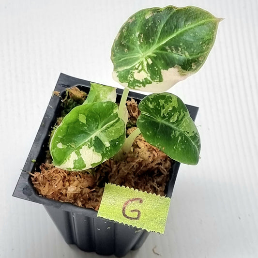 Alocasia black velvet Pink Variegated