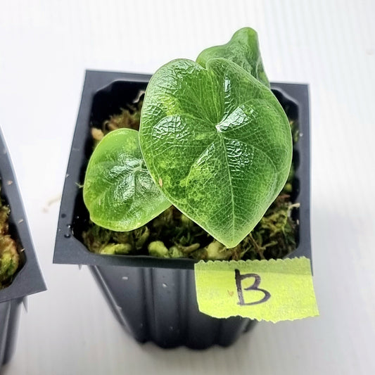 Alocasia melo Aurea variegated