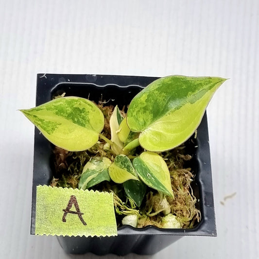 Philodendron billietiae Variegated