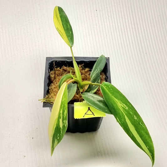 Philodendron joepii Albo Variegated