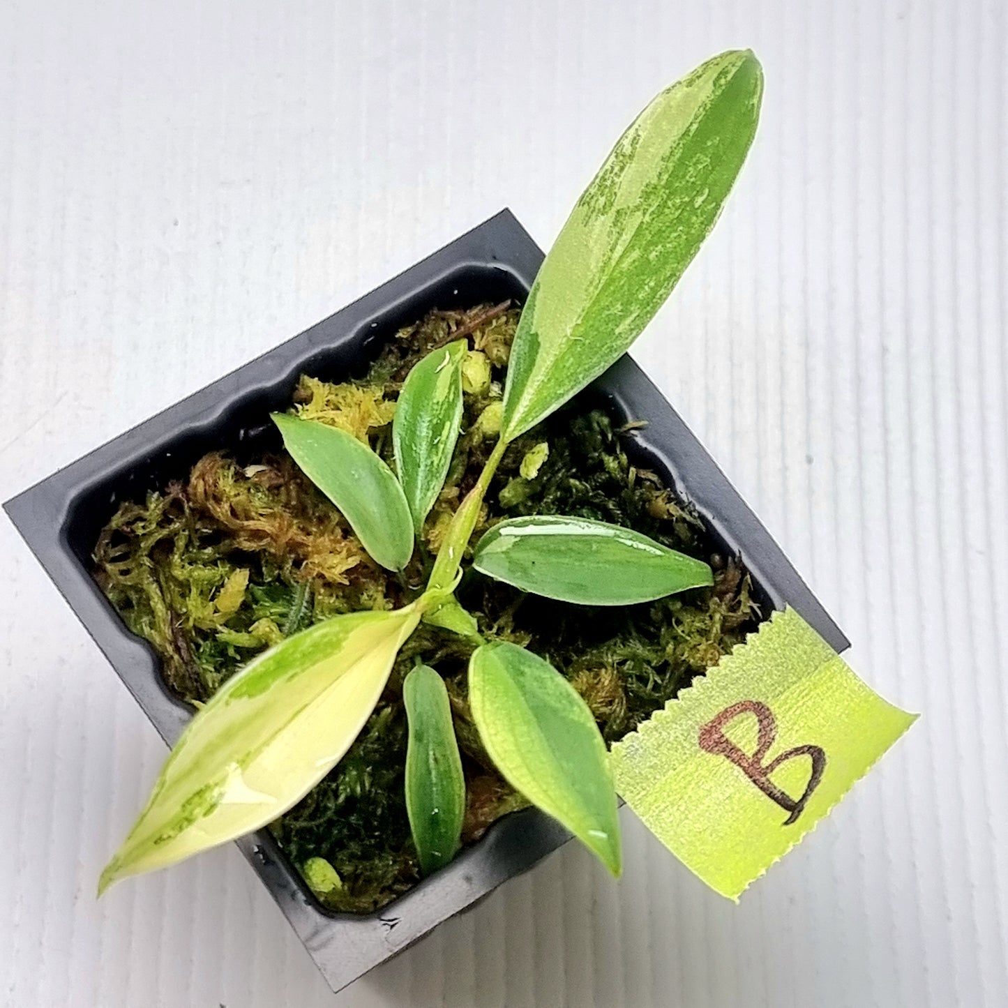 Philodendron joepii Albo Variegated