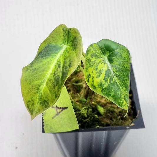 Alocasia Black Velvet Gold Variegated