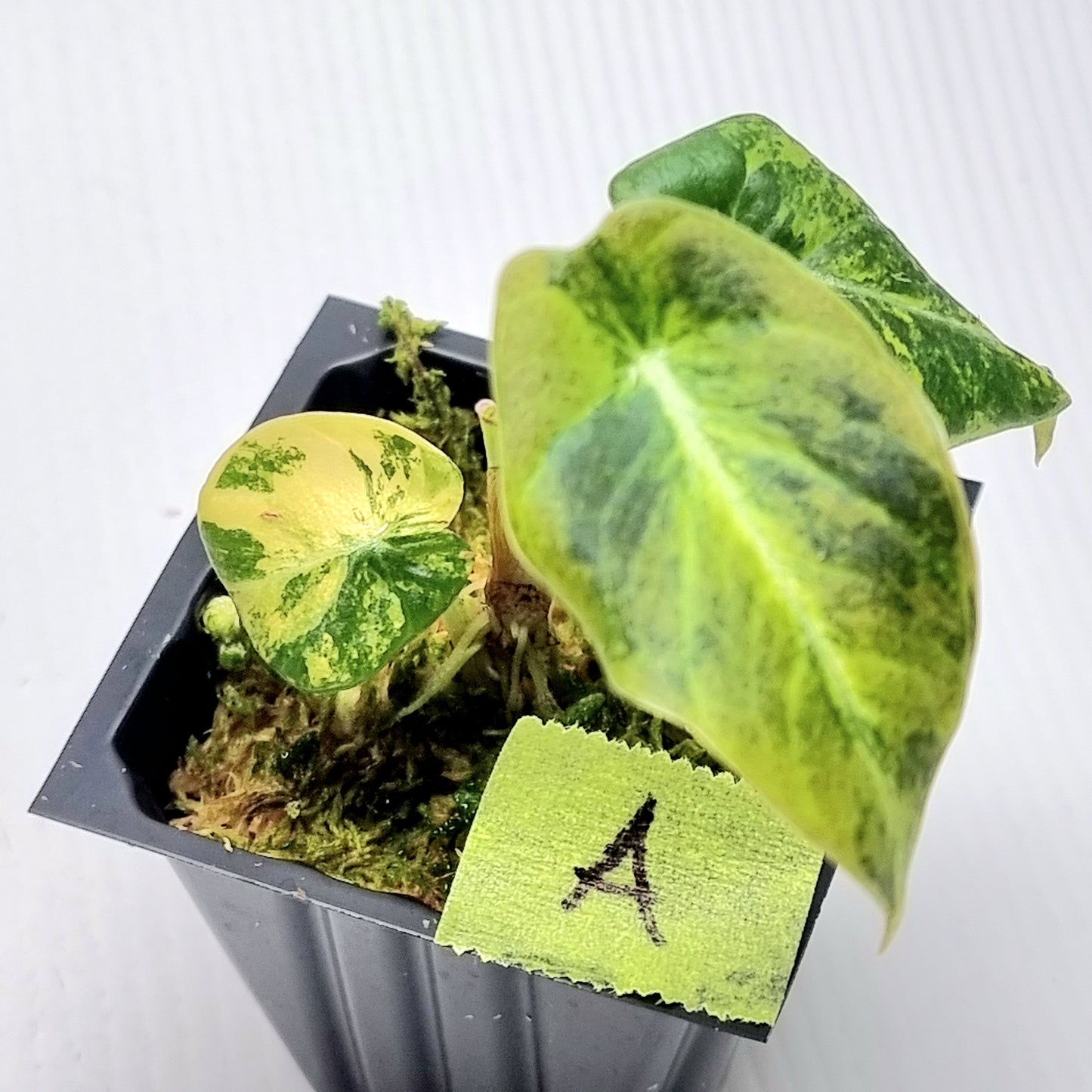 Alocasia Black Velvet Gold Variegated