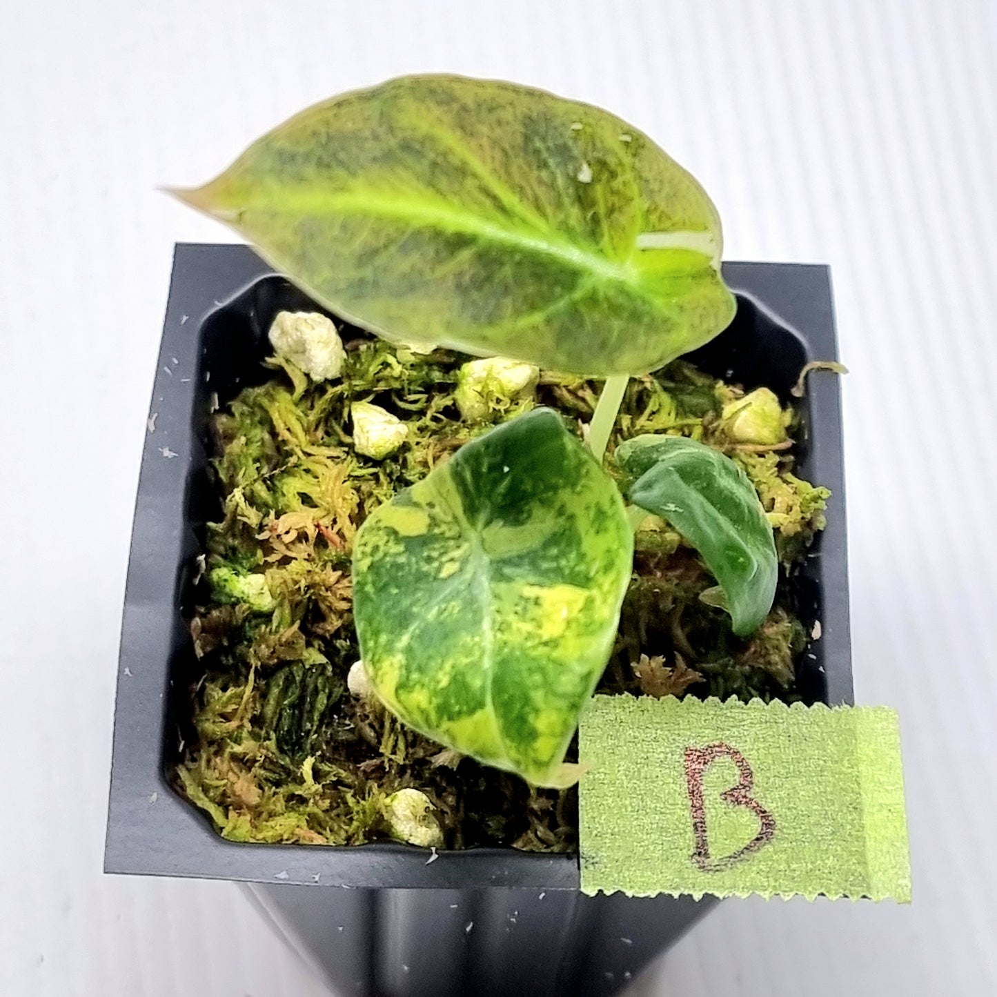 Alocasia Black Velvet Gold Variegated
