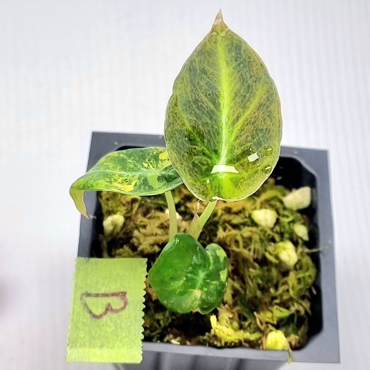 Alocasia Black Velvet Gold Variegated