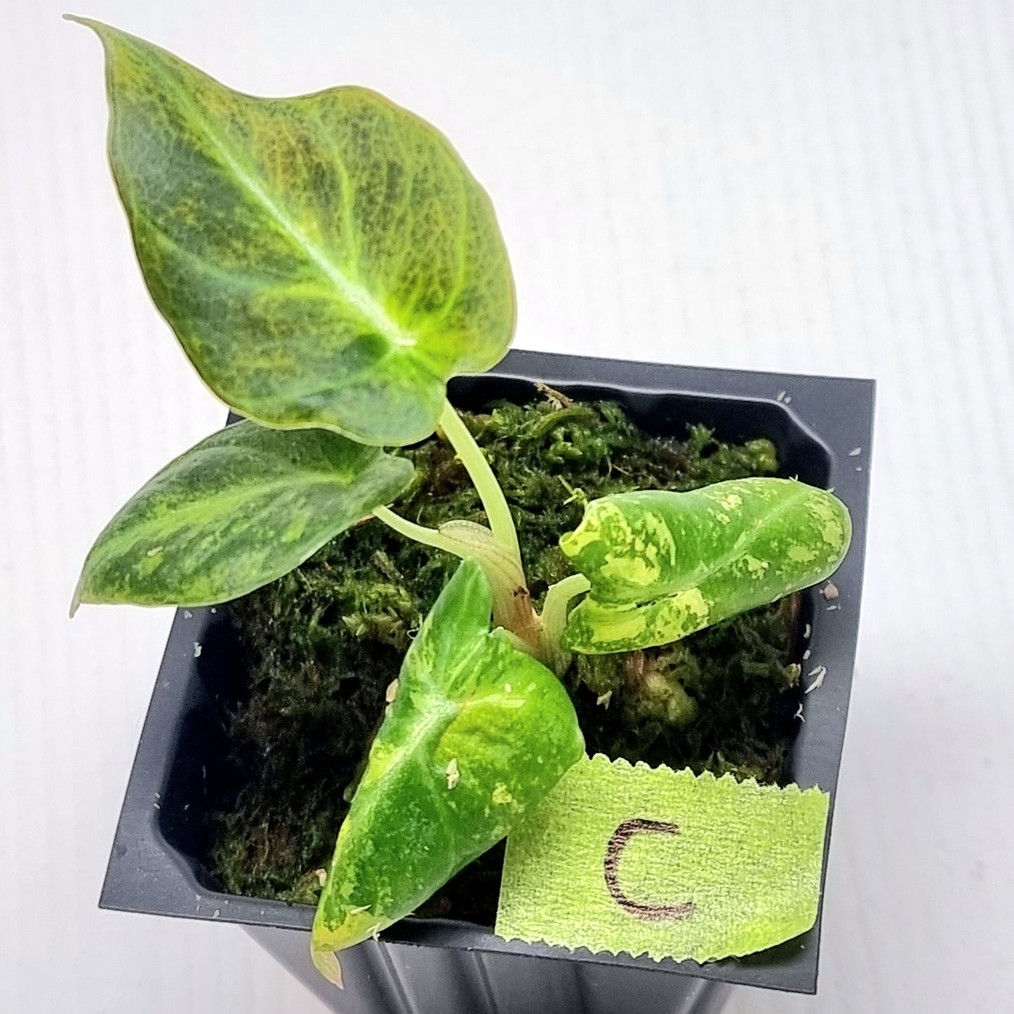 Alocasia Black Velvet Gold Variegated