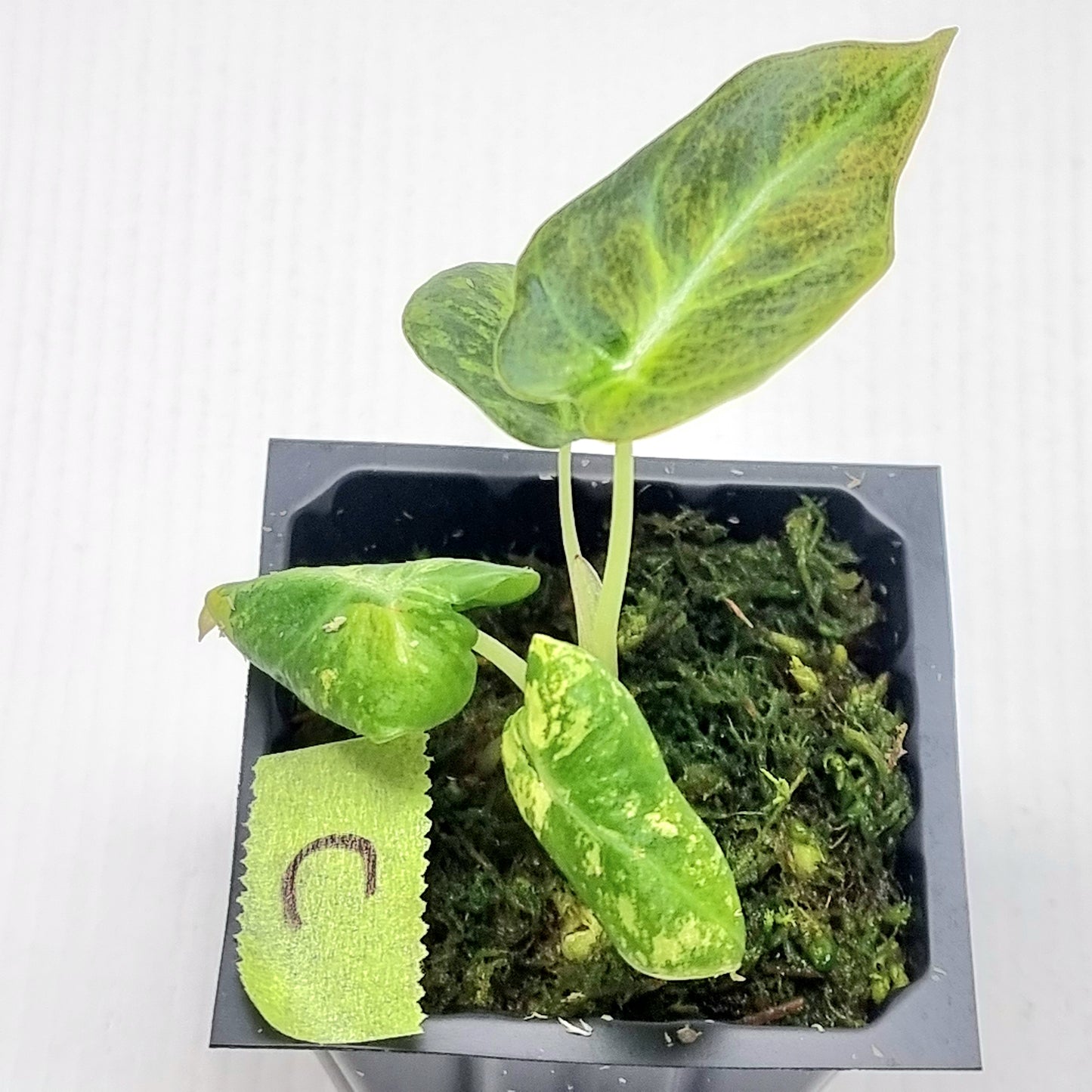 Alocasia Black Velvet Gold Variegated