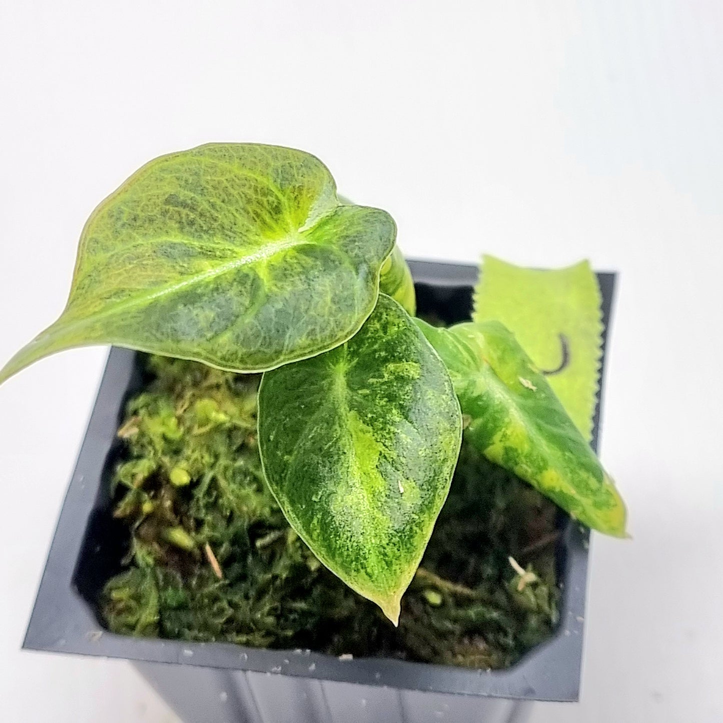 Alocasia Black Velvet Gold Variegated