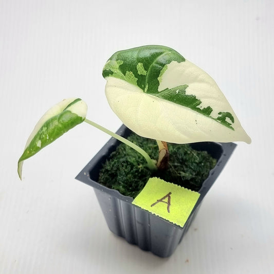 Alocasia Maharani Albo Variegated