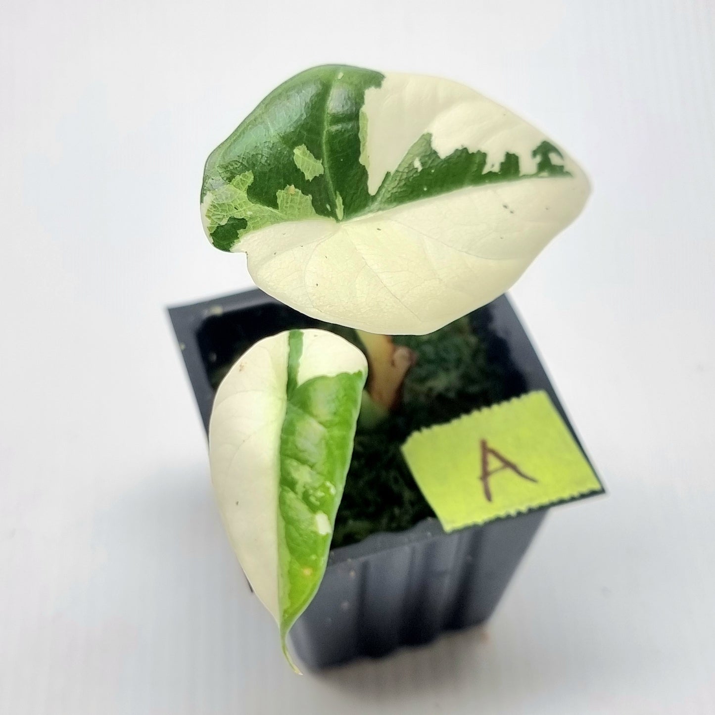 Alocasia Maharani Albo Variegated