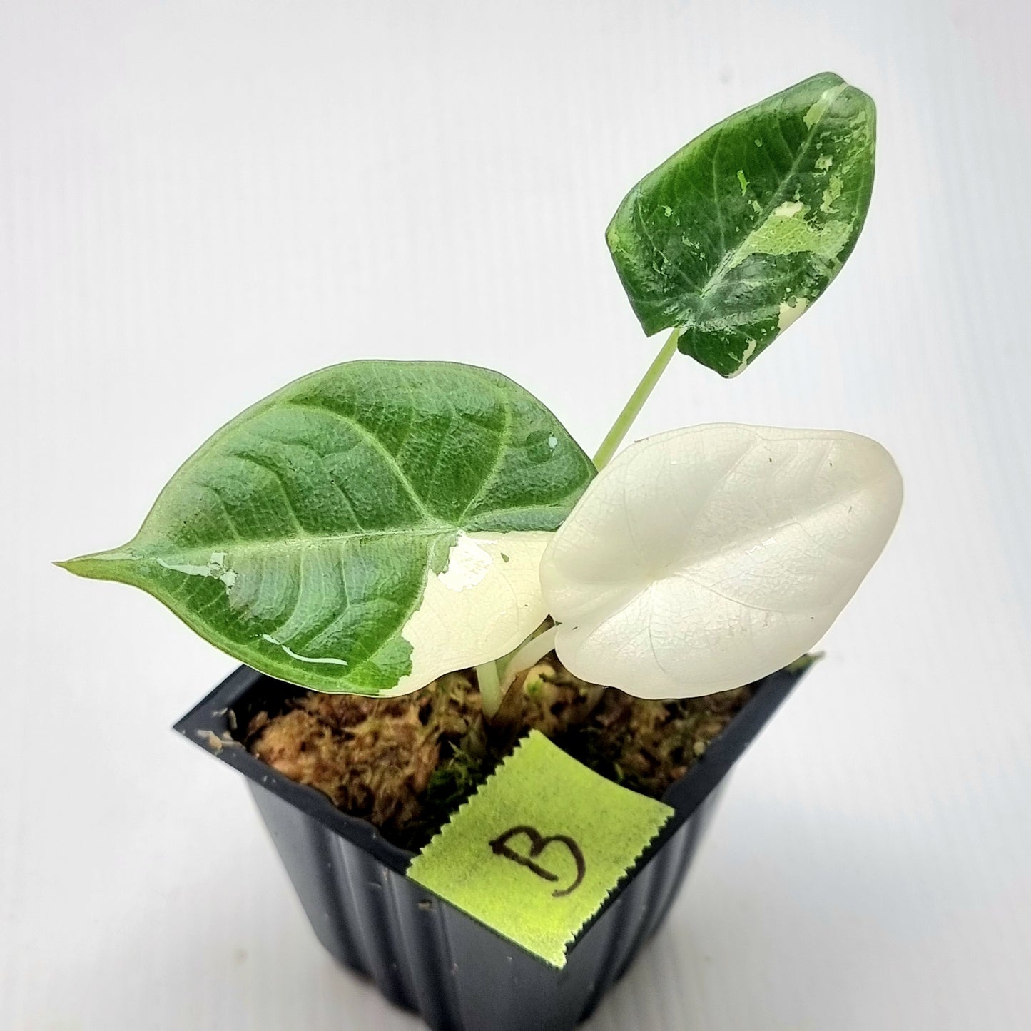 Alocasia Maharani Albo Variegated