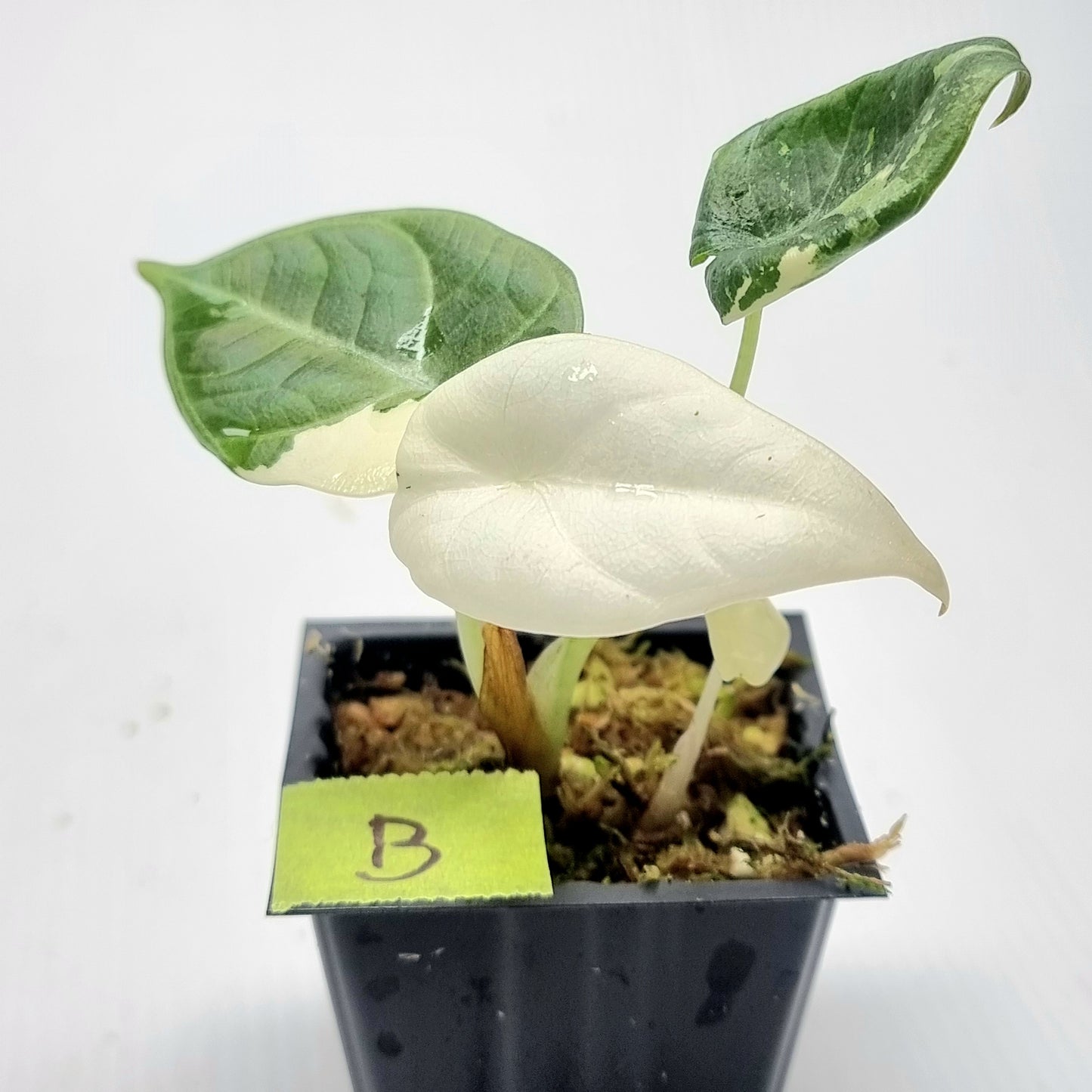 Alocasia Maharani Albo Variegated