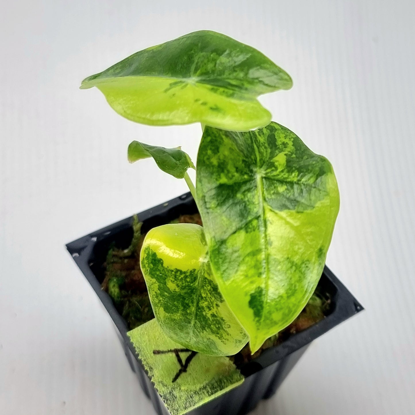 Alocasia longiloba Suhirmaniana Aurea Variegated
