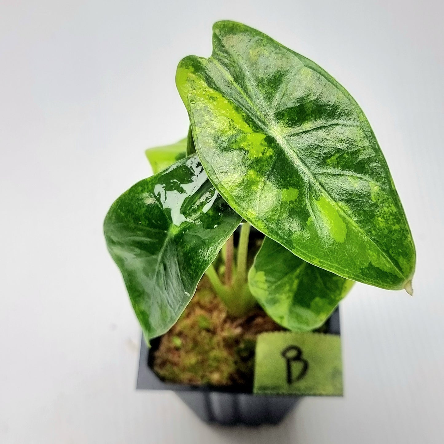 Alocasia longiloba Suhirmaniana Aurea Variegated
