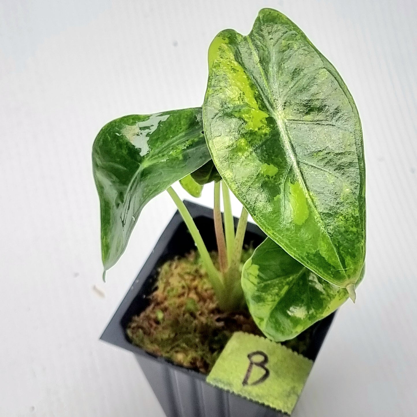 Alocasia longiloba Suhirmaniana Aurea Variegated