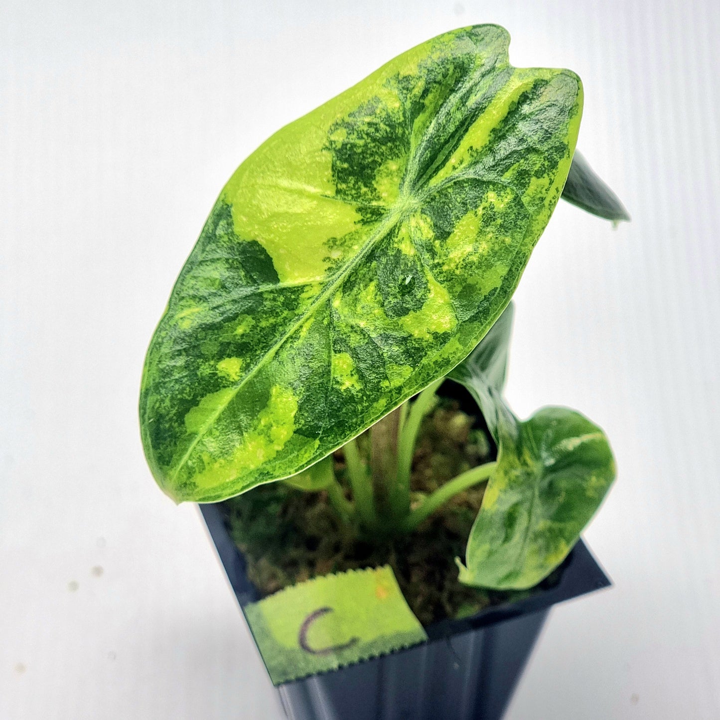 Alocasia longiloba Suhirmaniana Aurea Variegated