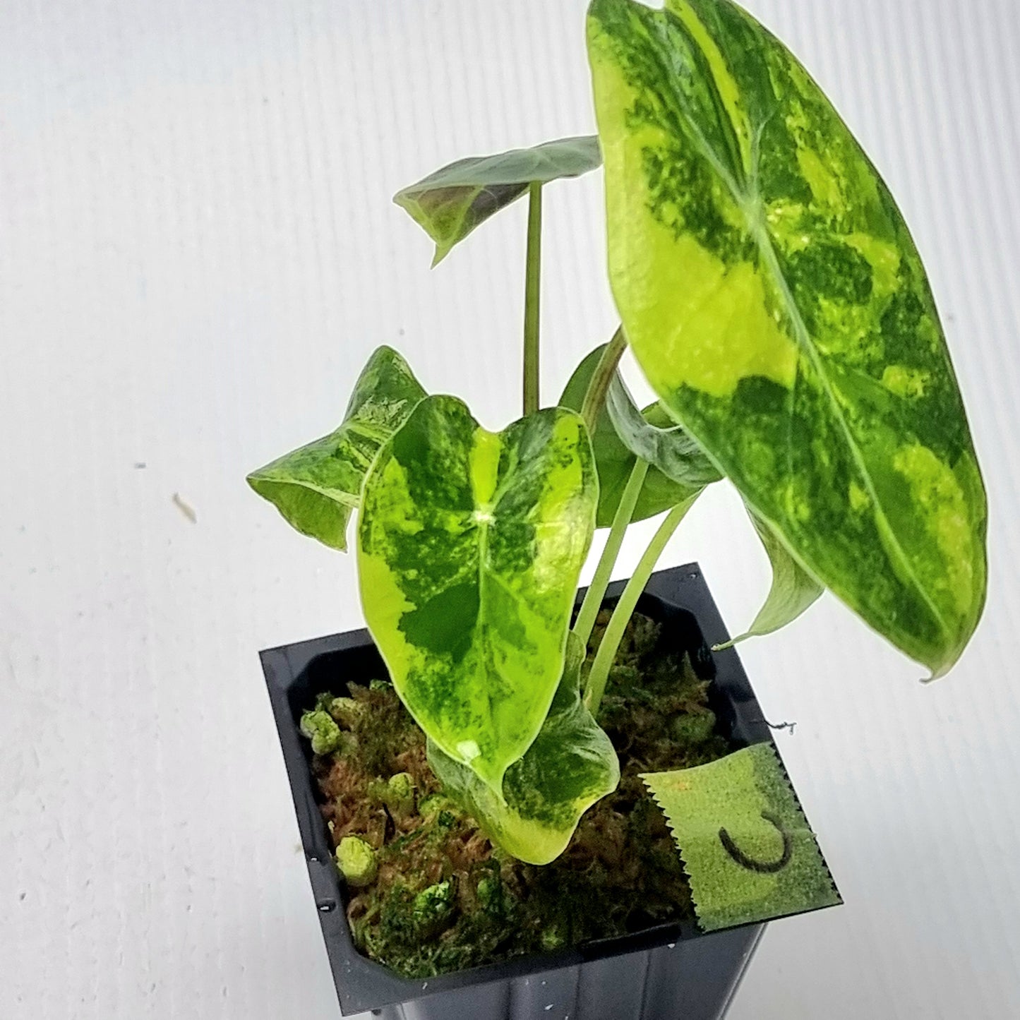 Alocasia longiloba Suhirmaniana Aurea Variegated