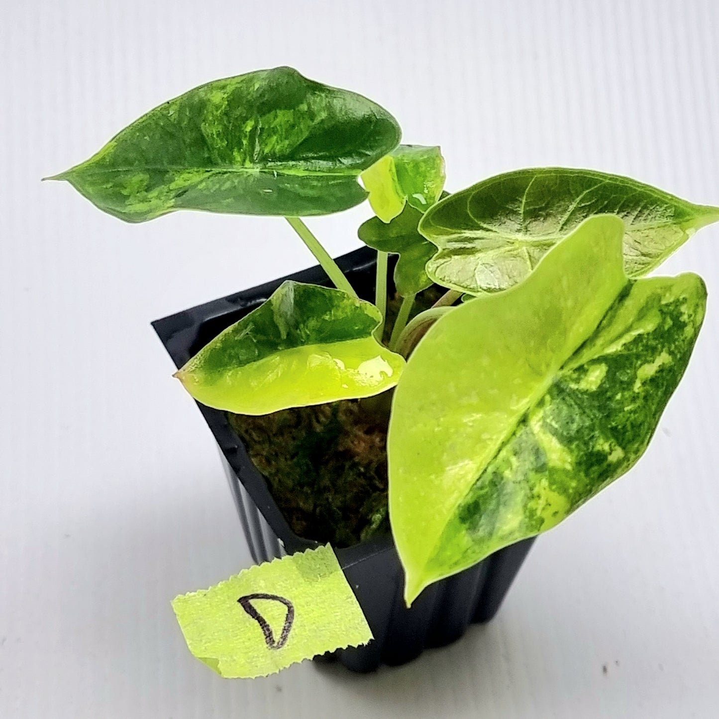 Alocasia longiloba Suhirmaniana Aurea Variegated