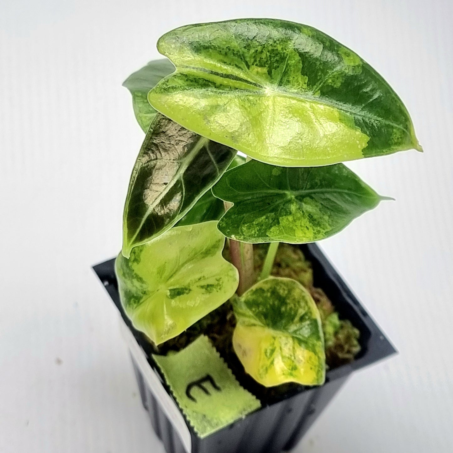 Alocasia longiloba Suhirmaniana Aurea Variegated