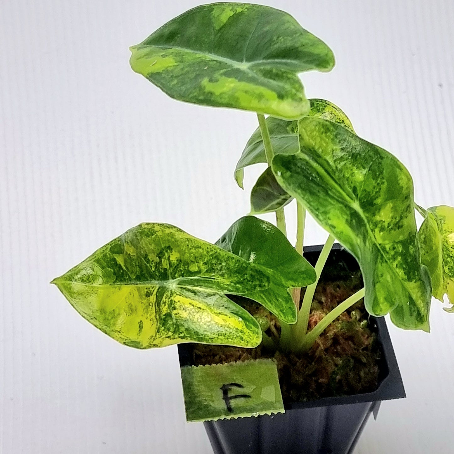 Alocasia longiloba Suhirmaniana Aurea Variegated