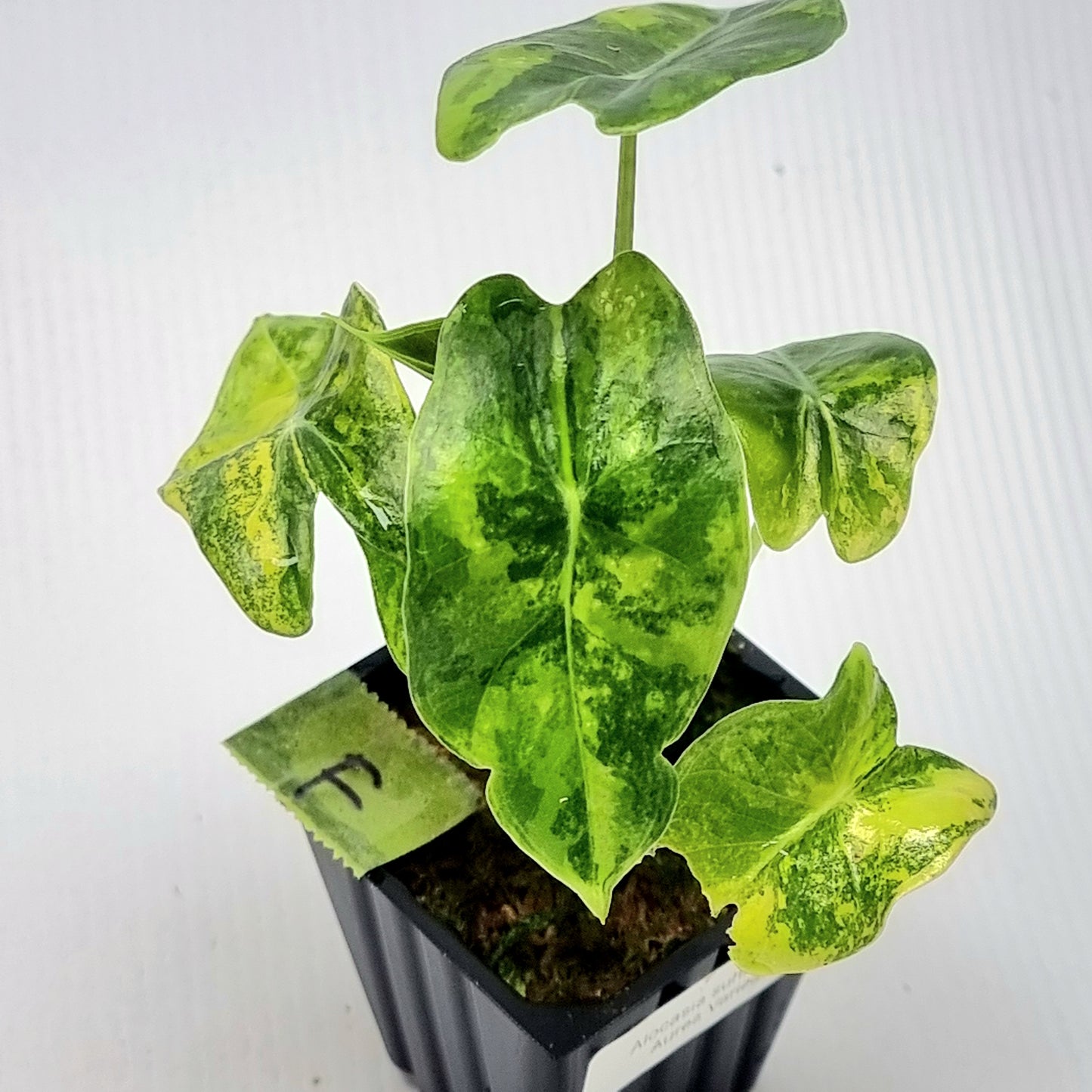 Alocasia longiloba Suhirmaniana Aurea Variegated