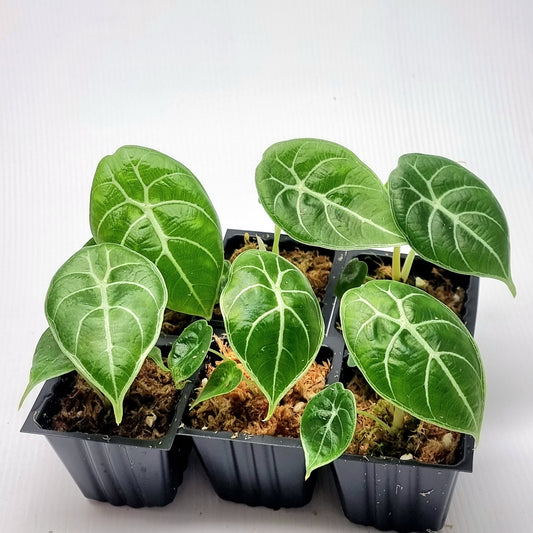 Alocasia longiloba watsoniana Reverted